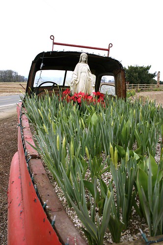 virgin mary blesses the daffodil buds