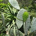 Ibiza - New cactus leaf