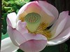 Lotus and its fruit
