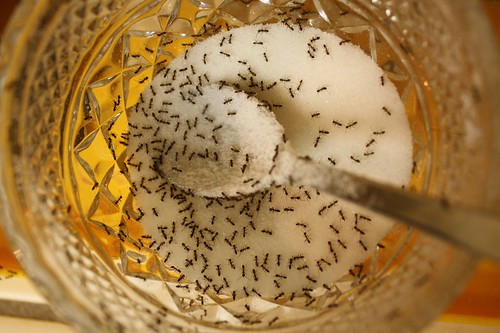 Ants in sugar