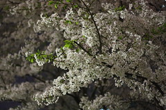 Yozakura/夜桜