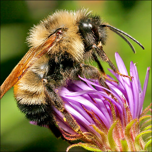 Bee Vibrant flying on flower