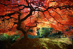 Beautiful Japanese Maple by ** Krissy **