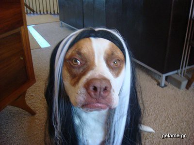 animals-in-wigs-35
