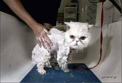 cats-bath-pictures-22