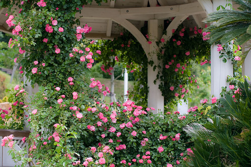 フラワーランドの薔薇園