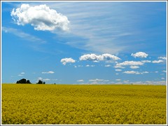 Yellow Field & Cotton sky