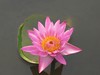 Waterlily: Pink