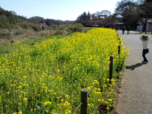 花島公園の菜の花