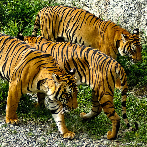 Malayan tiger { panthera tigris jacksoni }