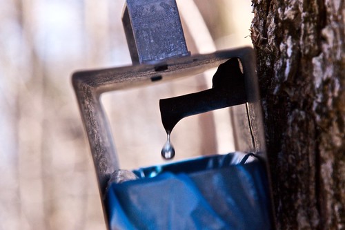 Maple sap drips into a collection sack