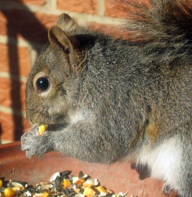 squirrels with nuts. squirrels eat nuts seeds grain