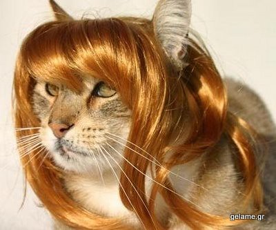 animals-in-wigs-05