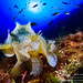 Ibiza - Foto presentada a la VI edició de la setmana de la fotografía subaquàtica de Formentera