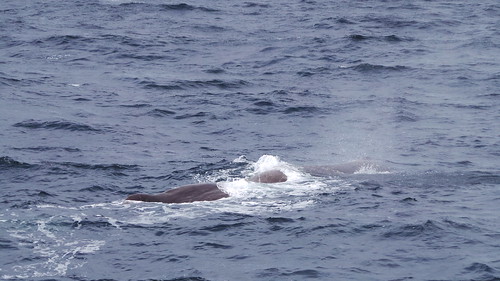 2013-0721 798 Andenes tweede duik walvis 37