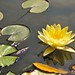 Ibiza - Water Lily