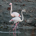 Ibiza - Flamencos - flamingos