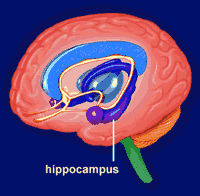 hipocampo