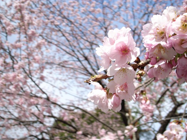 桜（cherry blossoms）