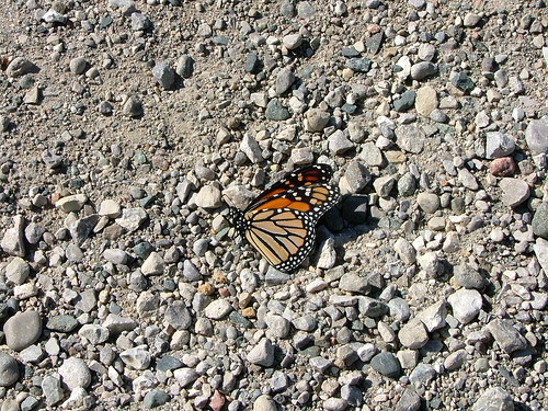 my first butterfly friend