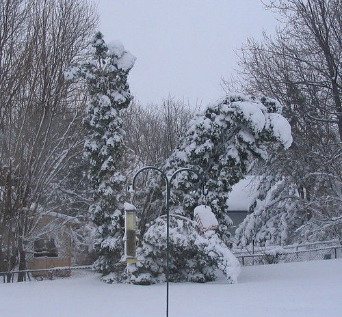 trees bent by snow