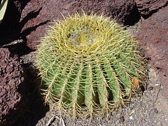 Cactus Garden #2