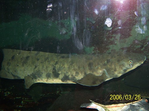 Australian lungfish at Shedd