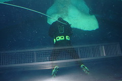 Diver in the Penguin House