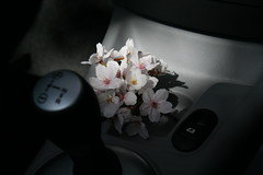 blossom in cockpit
