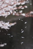 散り際の桜吹雪