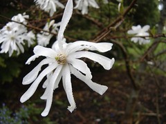 magnoliastellata