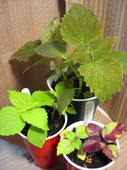 Coleus 'Twirl-a-whirl' (Cuttings and Hybrids)