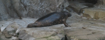 Grey Seal, DC Zoo