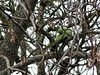 Periquito-rabijunco (Psittacula krameri)