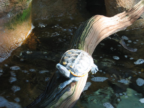 Handsome sunbathing turtle