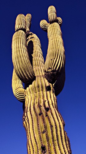 Saguaro Reaches for Heaven