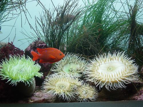 Sea anemones and orange fish