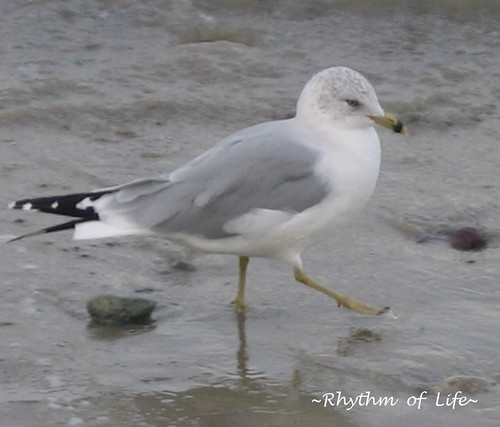 sea gull rhythm