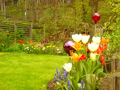 Meu jardim 2005 maio 2