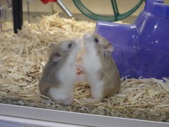 Robo Dwarf Hamsters