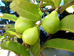 White Tropic Guava