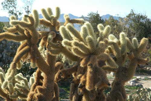 Cactus garden #1