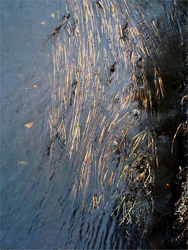 watergrass