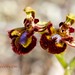 Ibiza - ophrys speculum