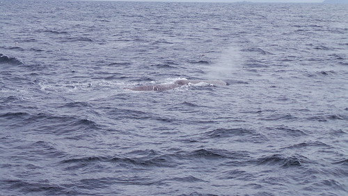 2013-0721 801 Andenes tweede duik walvis 37