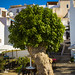 Ibiza - Tree