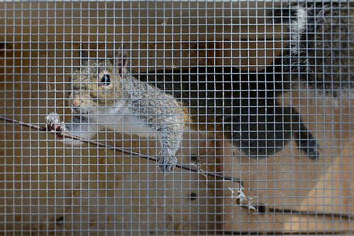 The Squirrel Snatcher 2014