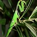 Ibiza - Sphodromantis viridis