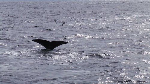 2013-0721 811 Andenes tweede duik walvis 37