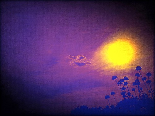 Flores al Sol de La Noche...!!! Digital Art Android Mobile Phone.